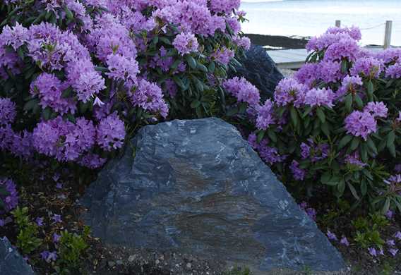 Skifer skulptur i bed med violette rhododendron