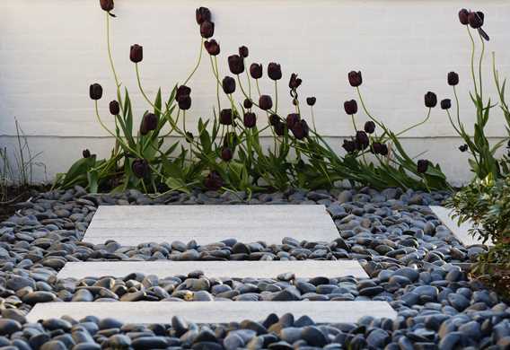 Tulipaner opad hvidpudset mur