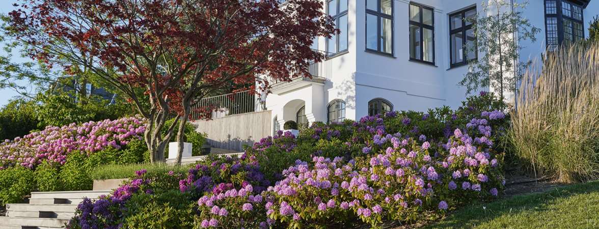 Rhododendron og amfi trappe ved smuk hvid villa designet af havearkitekt Tor Haddeland