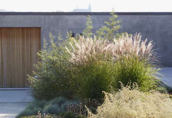 Planter i forhaven bryder arkitekturens minimalisme.jpg